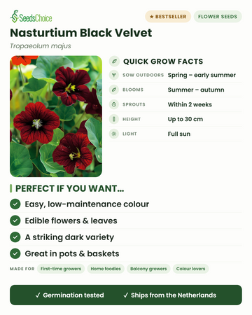 Capuchina Black Velvet Tropaeolum majus, datos de cultivo rápido: siembra directa de primavera a principios de verano, florece de verano a otoño, altura hasta 30 cm, pleno sol — flores comestibles y una variedad de llamativo color oscuro