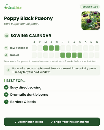 Calendário de sementeira para Poppy Black Paeony num clima europeu temperado: sementeira direta de março a maio, floração de junho a setembro; as sementes conservam-se bem até à próxima época de sementeira