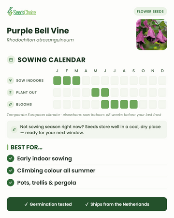 Calendário de sementeira para Purple Bell Vine num clima europeu temperado: semear em interior de janeiro a março, transplantar de maio a junho, floração de junho a setembro; as sementes conservam-se bem até à próxima época de sementeira
