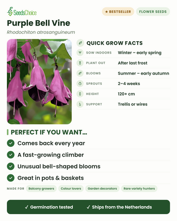 Factos rápidos de cultivo do Rhodochiton atrosanguineum: semeie em interior do inverno ao início da primavera, plante após a última geada, floresce do verão ao início do outono, trepa 120+ cm em treliças ou fios — uma trepadeira perene