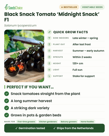 Factos rápidos de cultivo do tomate snack preto Midnight Snack F1: semear em interior do final do inverno à primavera, plantar no exterior após a última geada, colheita do verão ao início do outono, altura 120+ cm, pleno sol — principais vantagens e para quem é ideal este tomate snack