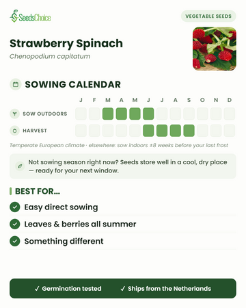 Calendario de siembra de la espinaca fresa en un clima europeo templado: siembra directa de marzo a junio, cosecha de junio a septiembre; las semillas se conservan bien hasta la siguiente temporada de siembra