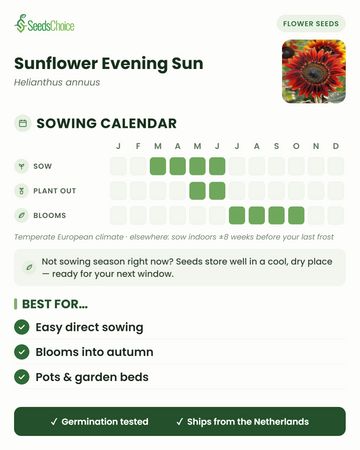 Calendário de sementeira para Sunflower Evening Sun num clima europeu temperado: semear de março a junho, transplantar de maio a junho, floração de julho a outubro; as sementes conservam-se bem até à próxima época de sementeira