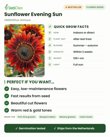 Factos rápidos sobre o girassol Evening Sun: semeie em interior ou diretamente no exterior na primavera, transplante após a última geada, floresce do verão ao outono em tons quentes de vermelho e dourado, altura 120+ cm, pleno sol