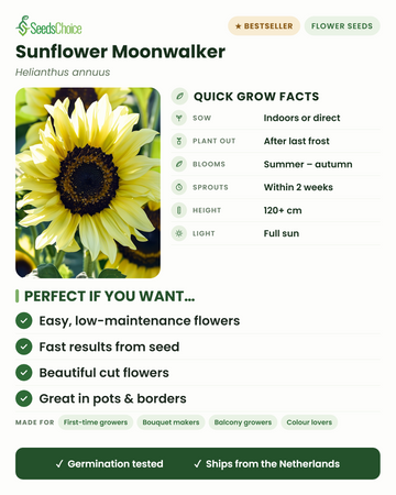 Datos de cultivo rápido del girasol Moonwalker: siembra en interior o directa en primavera, trasplanta tras la última helada, florece de verano a otoño, altura 120+ cm, pleno sol — flores fáciles y rápidas para macetas y arriates