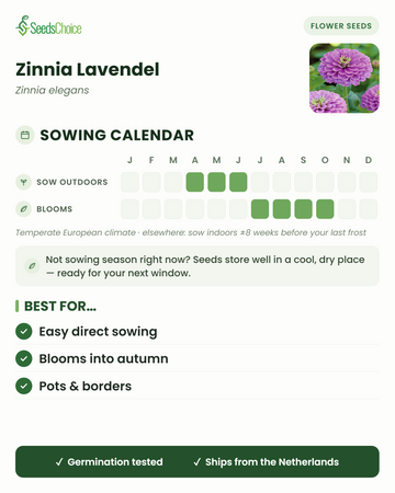 Calendario de siembra para Zinnia Lavendel en un clima europeo templado: siembra directa de abril a junio, florece de julio a octubre; las semillas se conservan bien hasta la siguiente temporada de siembra