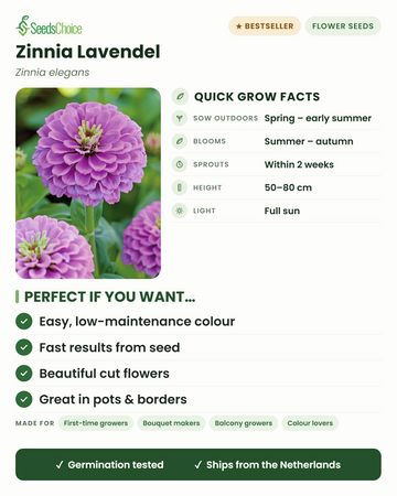 Zinnia Lavendel Zinnia elegans datos rápidos de cultivo: siembra directa de primavera a principios de verano, florece de verano a otoño, altura 50-80 cm, pleno sol — flores de corte fáciles y de bajo mantenimiento